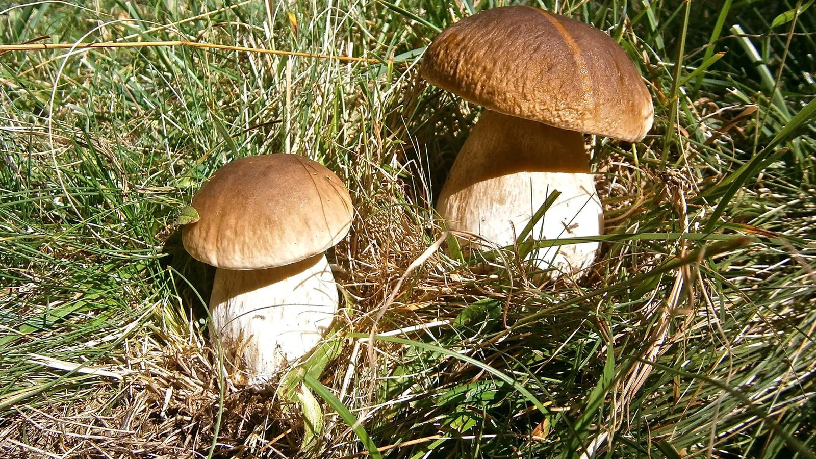 Фото: pxhere.com