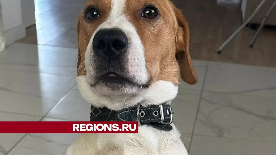 Фото предоставлено хозяевами собаки