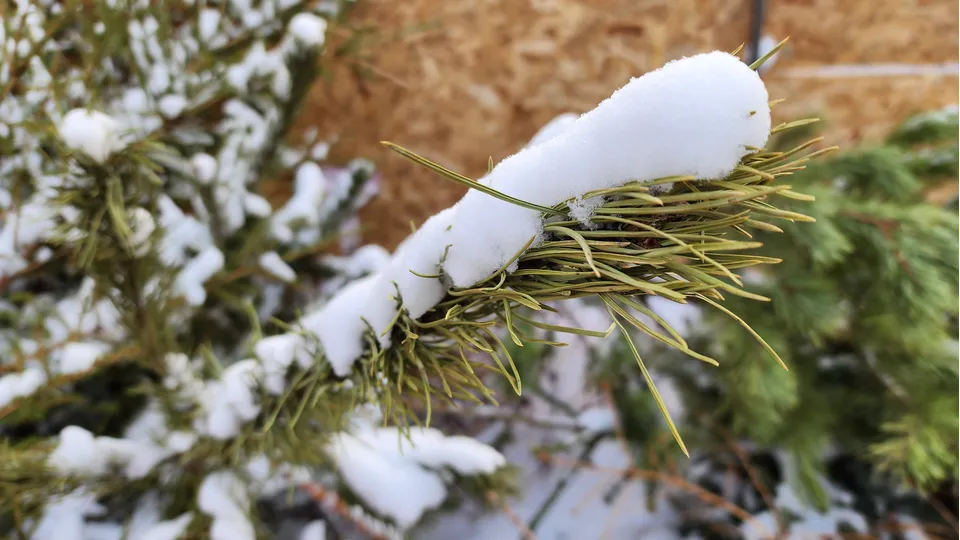Фото: МедиаБанк Подмосковья/Роман Савельев