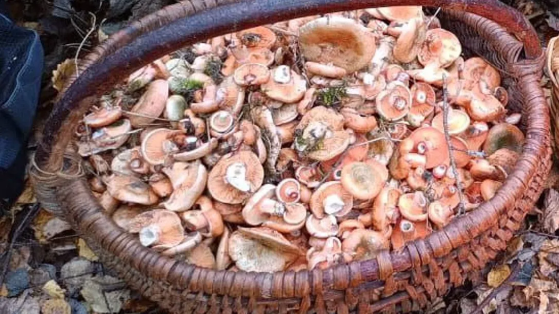 Фото: МедиаБанк Подмосковья/Мария Панина