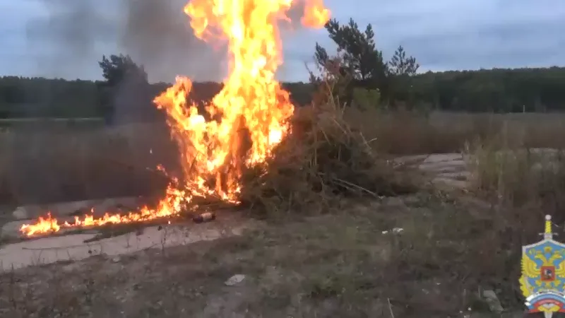 Тысячу кустов конопли спалили на плантации в Воскресенском районе