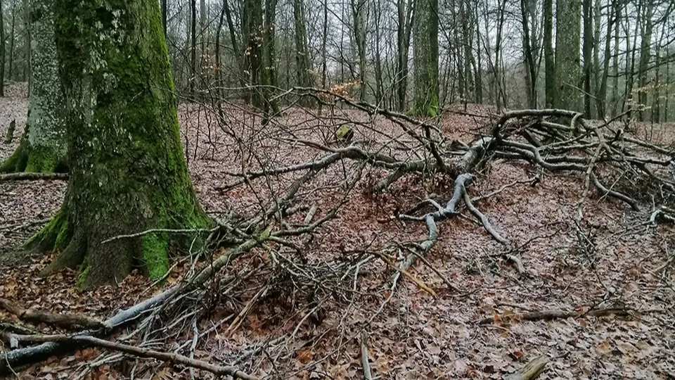 Фото: freepik.com