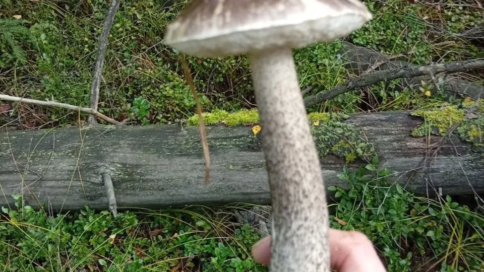 Фото: из архива Дмитрия Романа