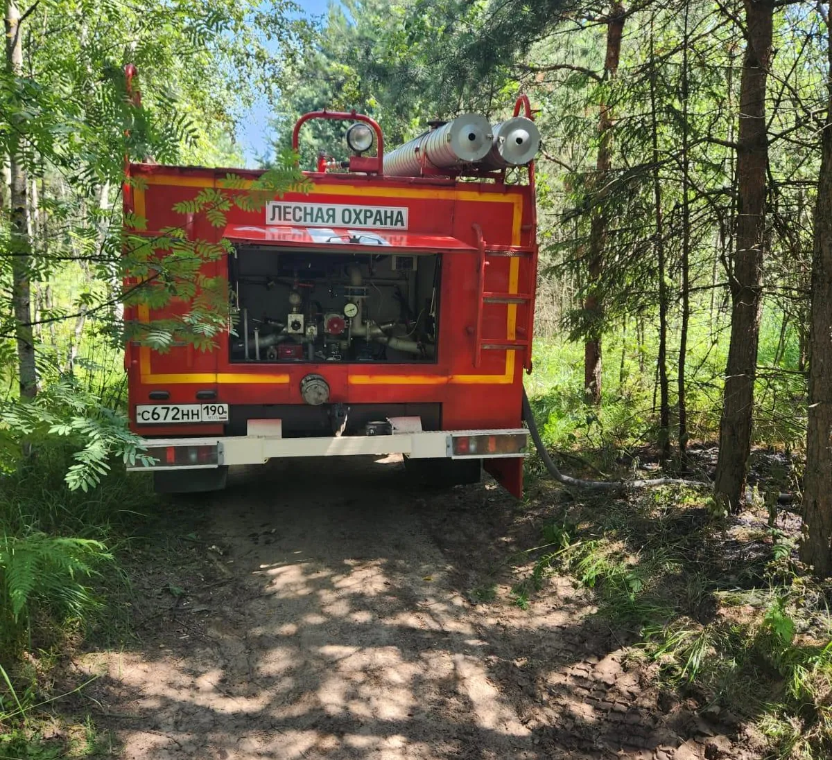 Фото: Комитет лесного хозяйства Московской области