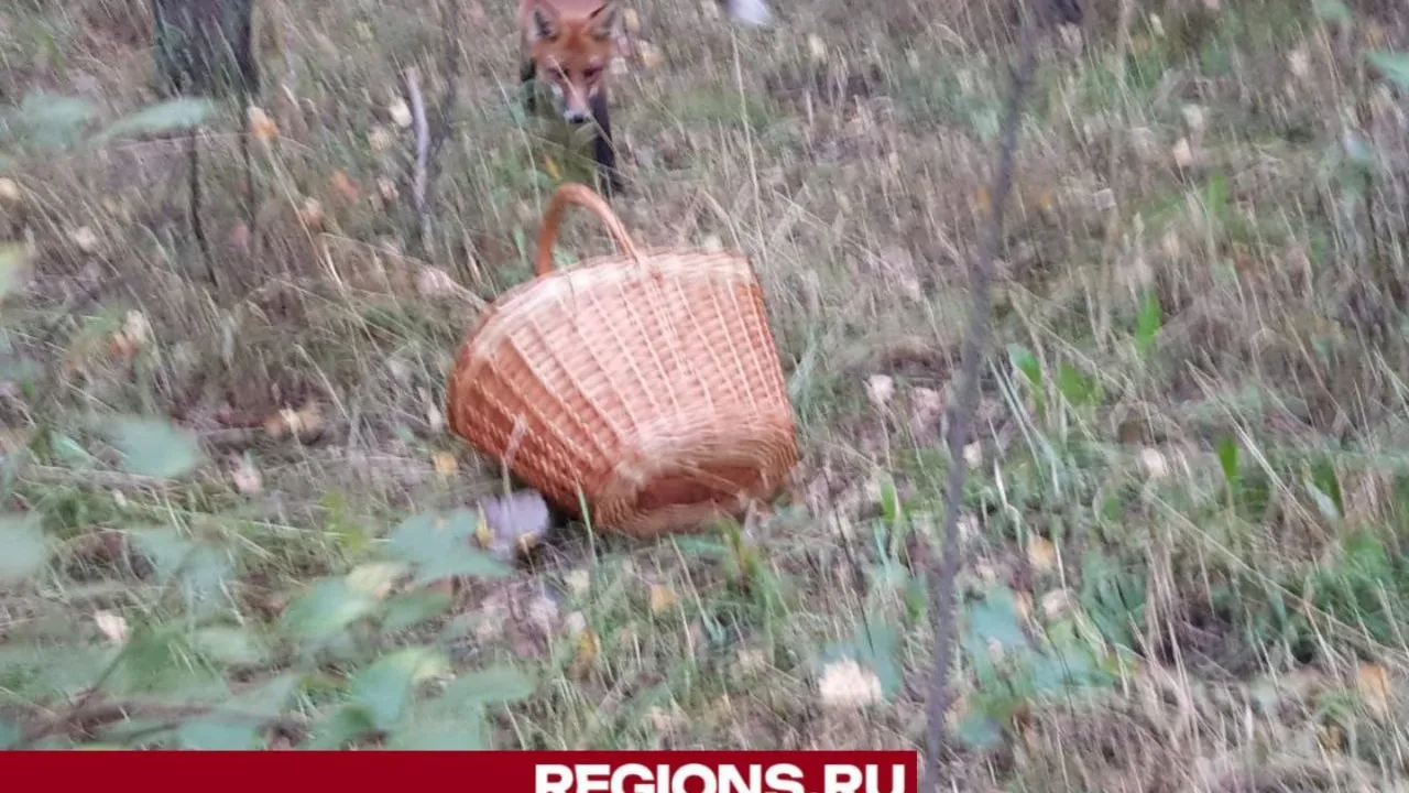 Фото: Алексей Ефремов