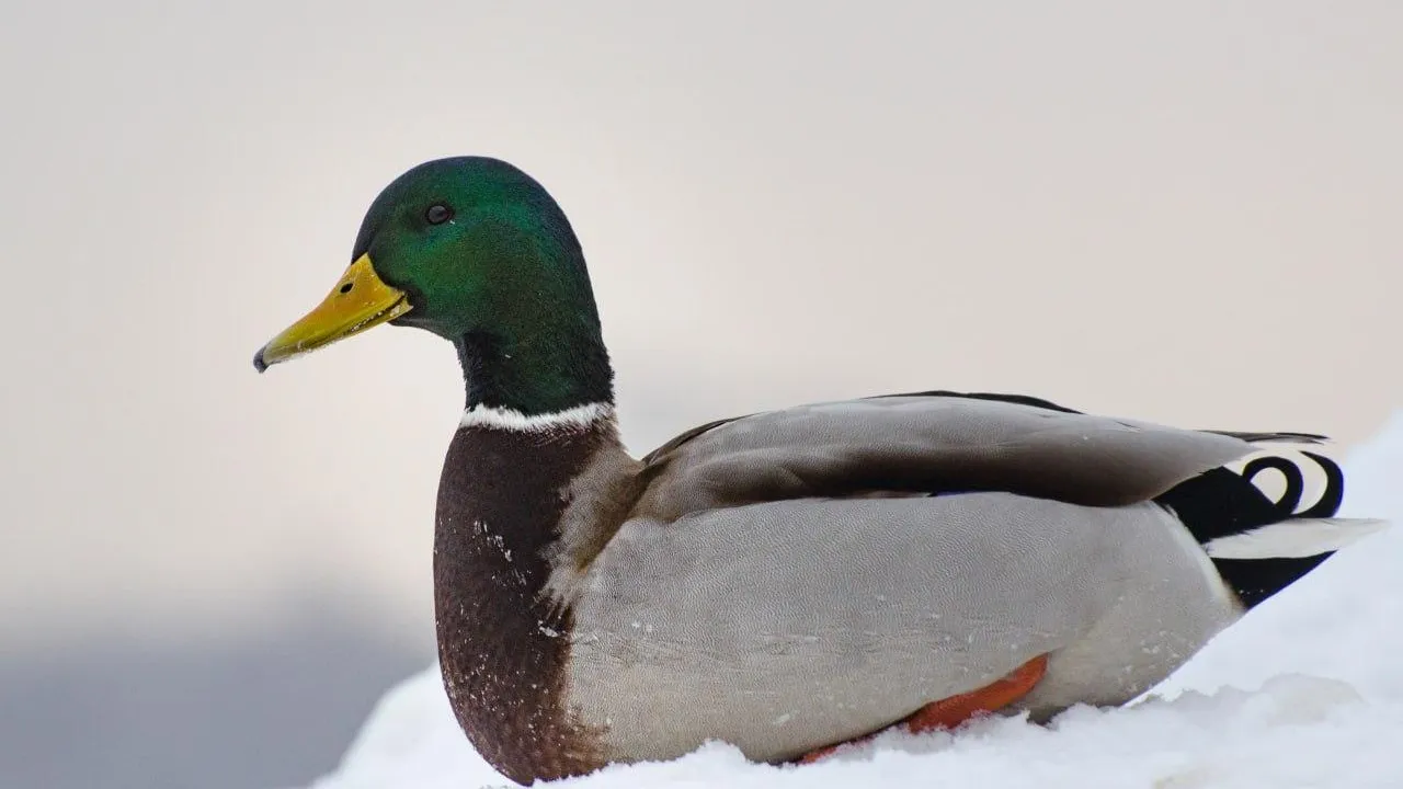 Анна Евсеева