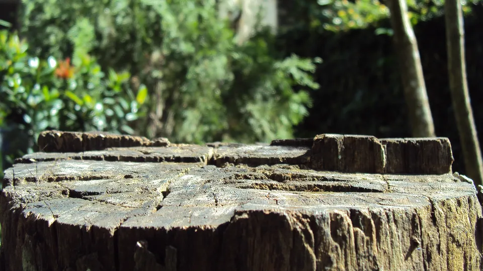 Фото: pxhere.com