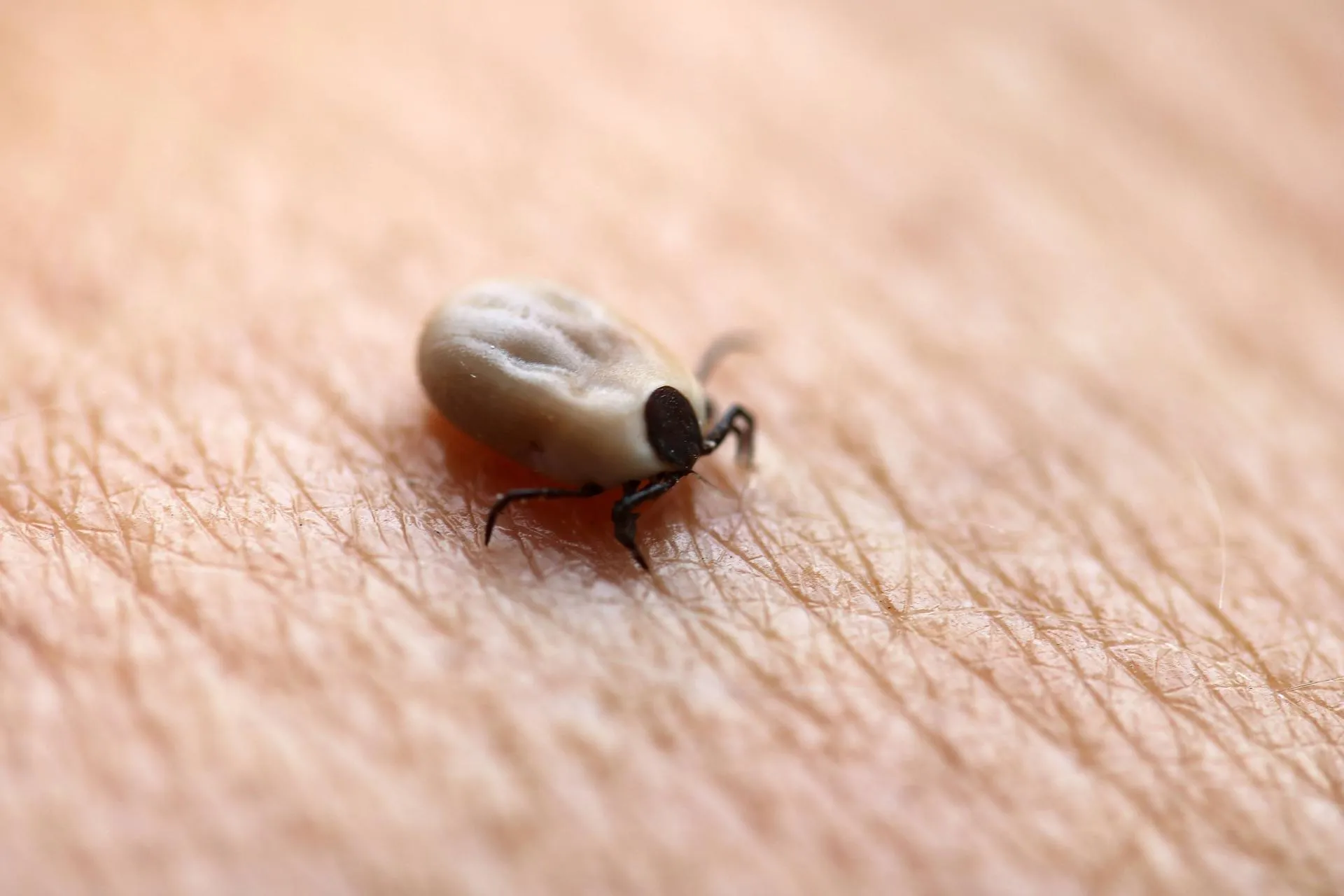 CHROMORANGE / Ruediger Rebmann v