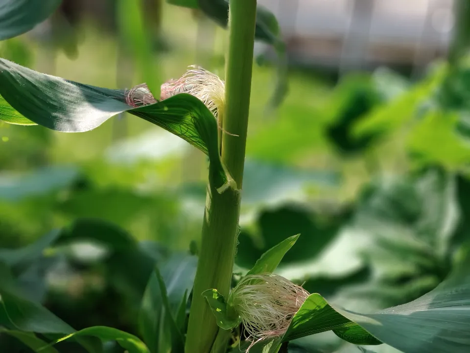 Фото: пресс-служба парков Павловского Посада