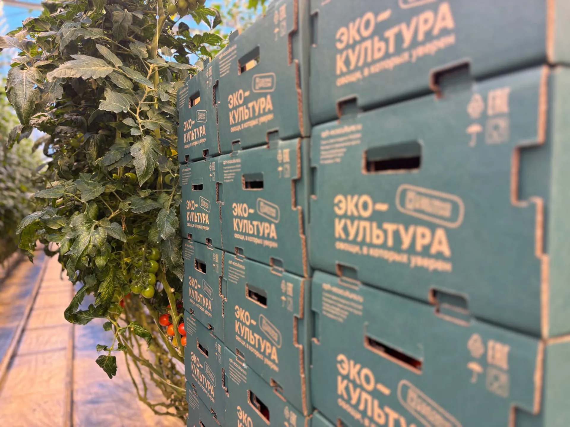 Фото: Светлана Плотникова