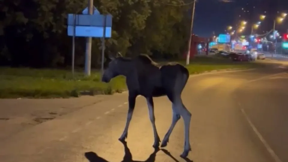 Фото: t.me/schelk_city