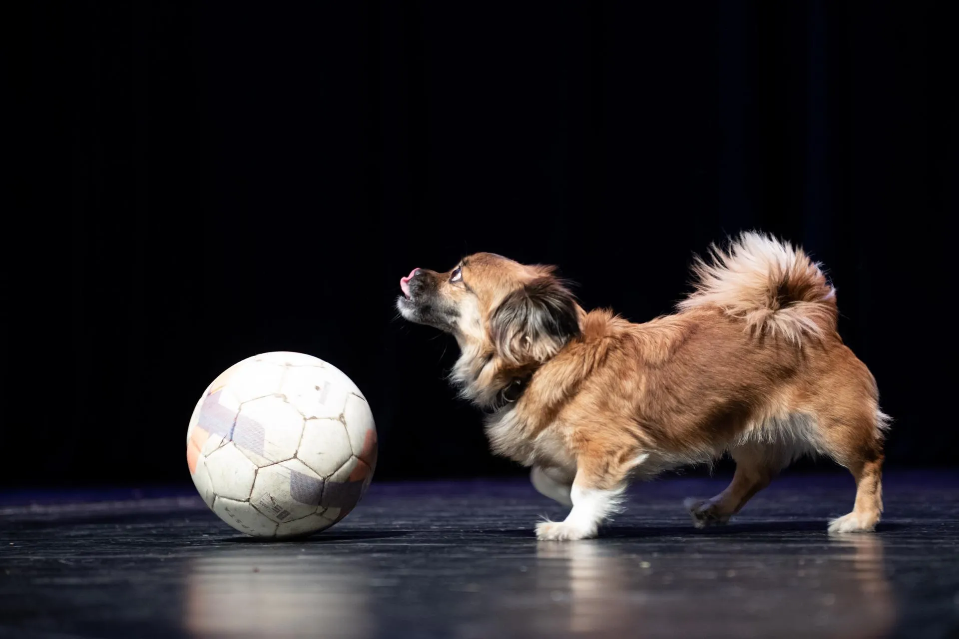 Фото: Владимир Думчев