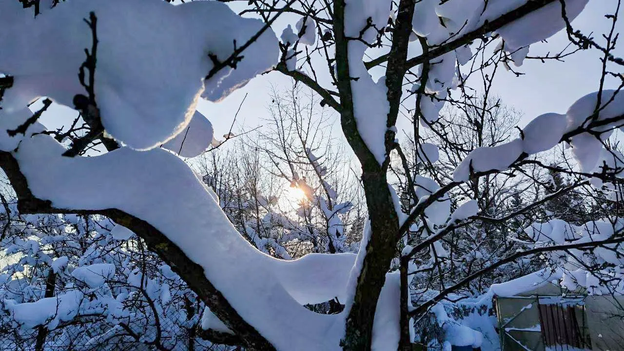 Жители боятся за среду, а застройщик обещает парки: что будет с природой в Новокузнецке после появления нового квартала