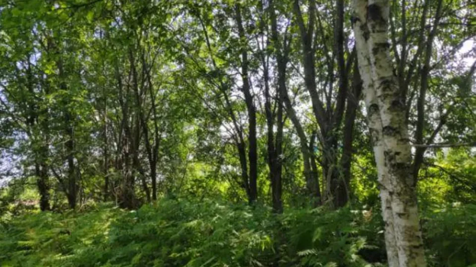 Фото: Единый портал торгов Московской области ЕАСУЗ