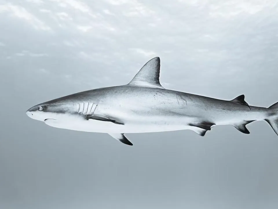 «Могут появляться там, где их раньше не было»: ихтиолог объяснил, какие акулы особенно опасны для человека