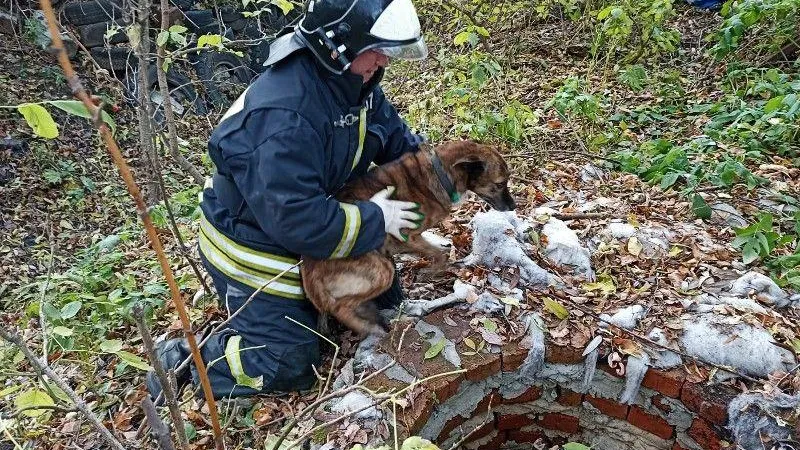 Собаку, провалившуюся в колодец, спасли в Серебряных Прудах