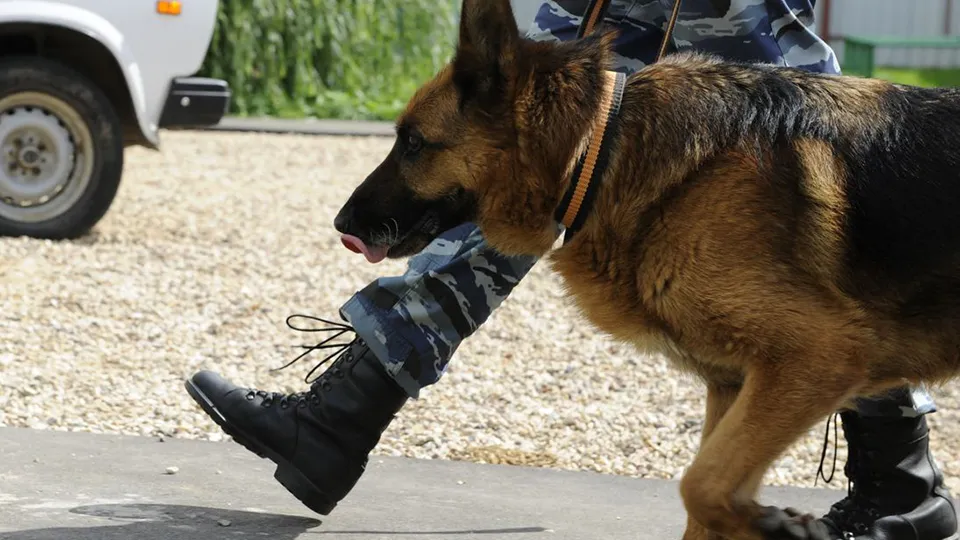 Фото: медиасток.рф