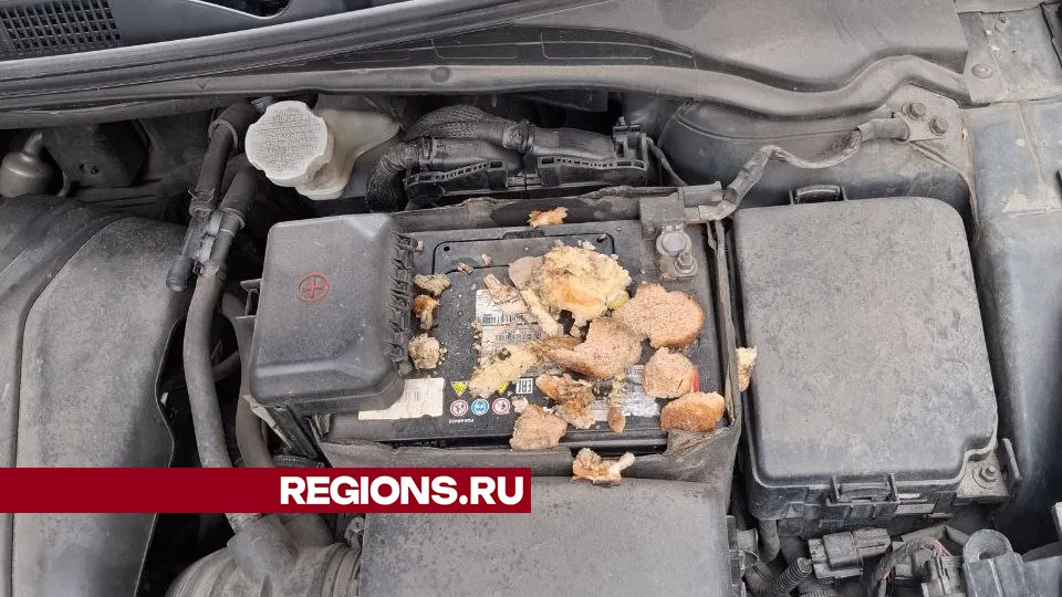 Фото: REGIONS/Алексей Волков