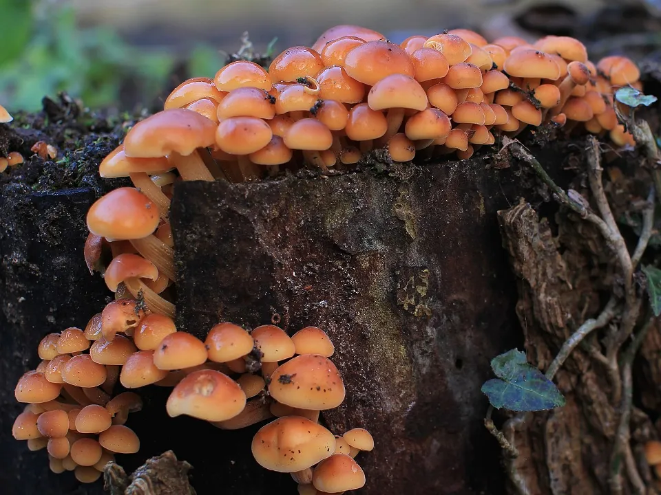 Фото: сommons.wikimedia/Stu's Images