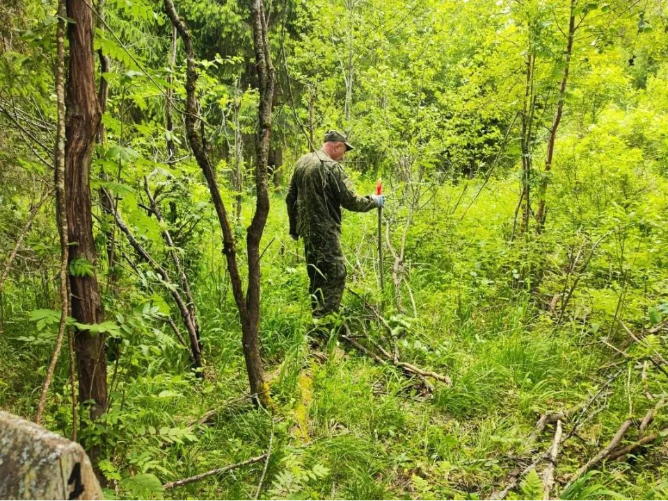 Фото: Комитет лесного хозяйства Московской области