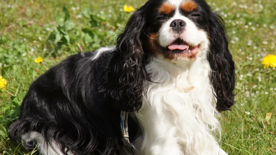 Фото: pxhere.com