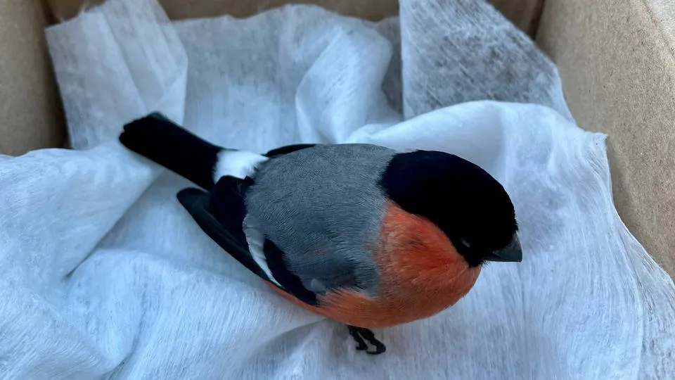 Фото: t.me/postpushkino