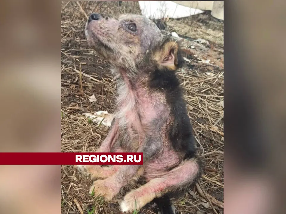 Еще один из щенков. Фото: Татьяна Чебрякова