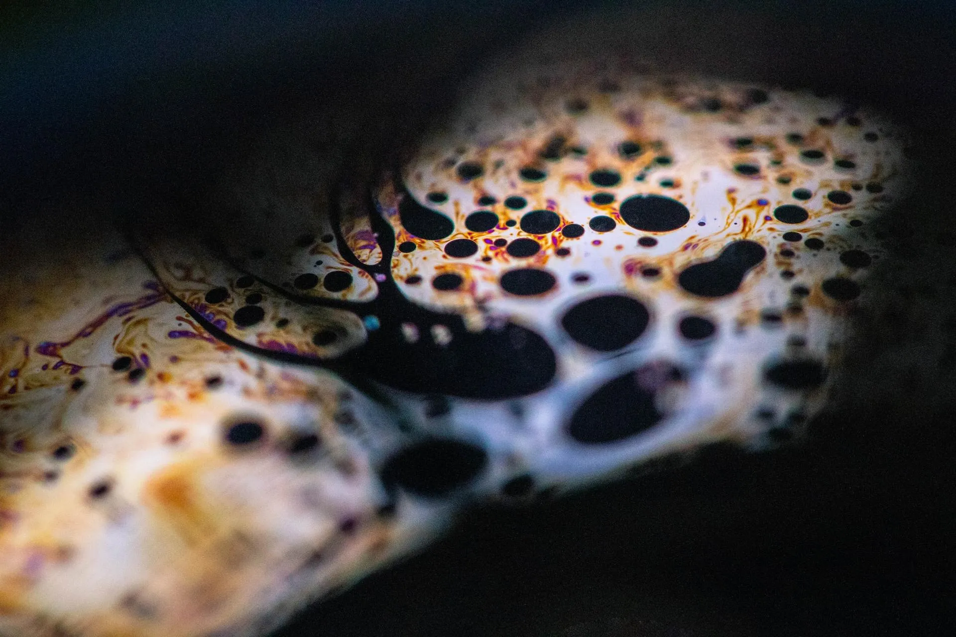 Фото: Forest Simon