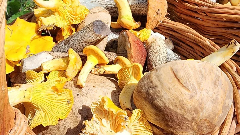 Фото: МедиаБанк Подмосковья/Анастасия Хренкова