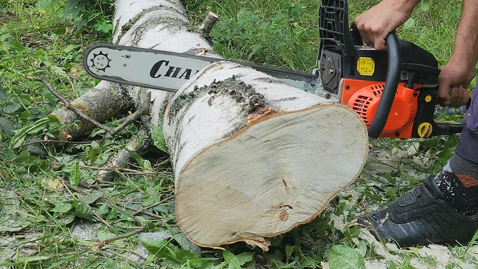Фото: МедиаБанк Подмосковья/Екатерина Морозова