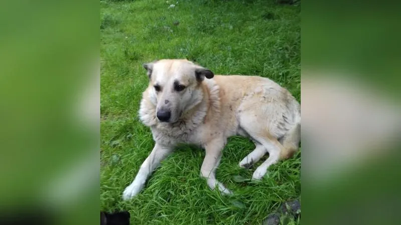 В Королеве хулиган пырнул ножом собаку на глазах у детей