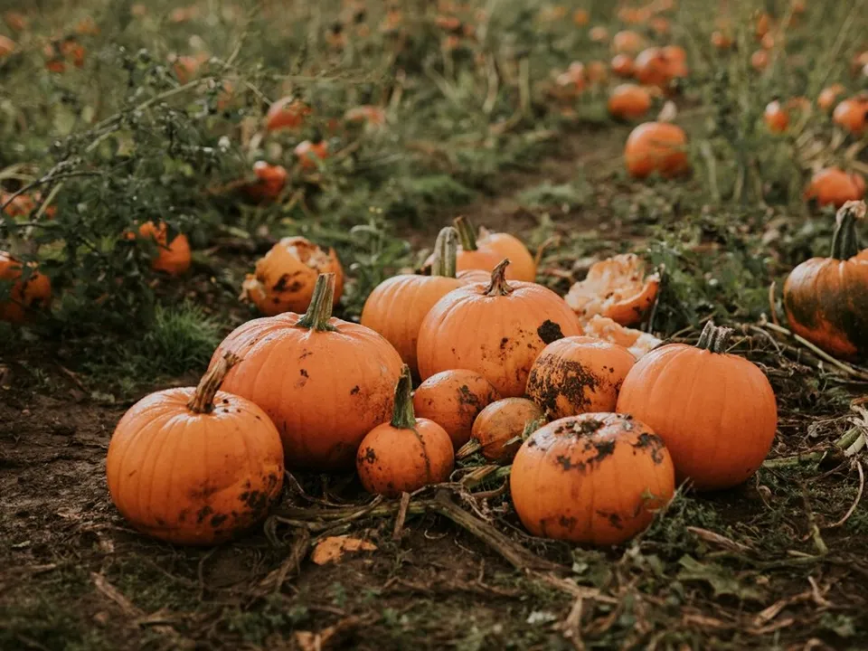 Фото: freepik.com