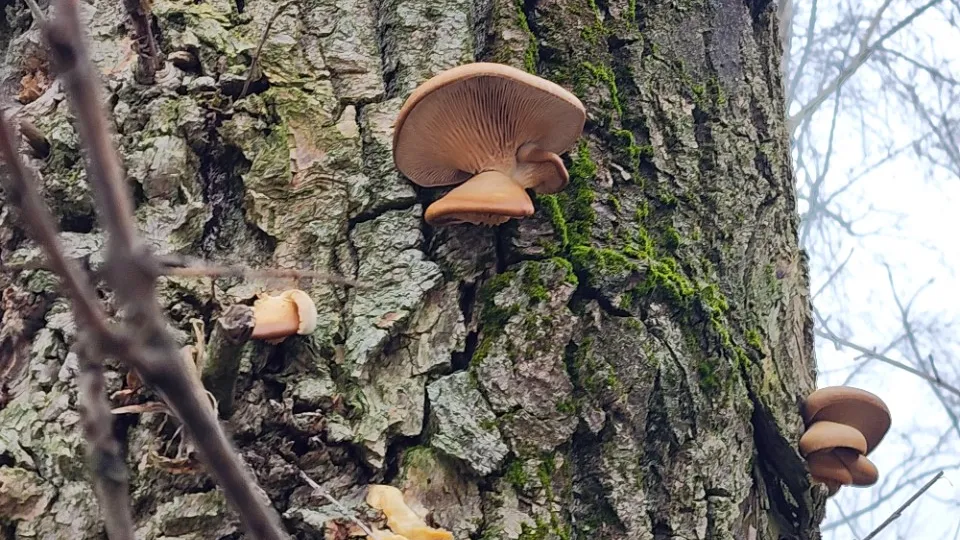 Фото: МедиаБанк Подмосковья/Екатерина Мелкозерова