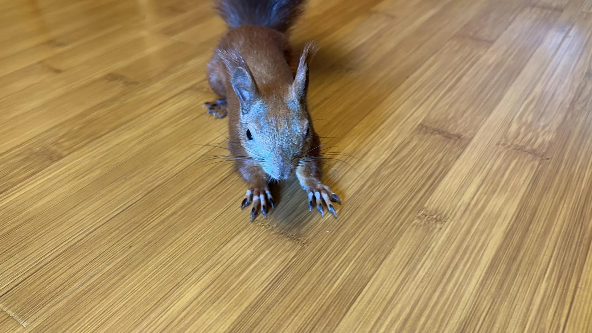 Мария Шматкова