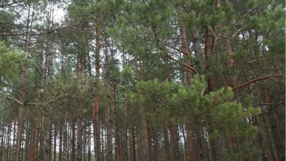 Фото: Комитет лесного хозяйства МО