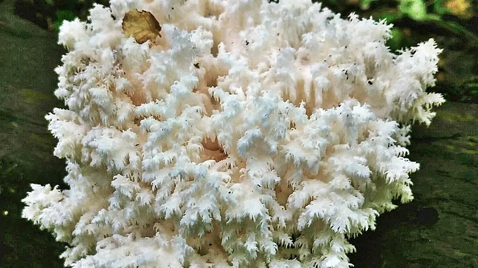 Фото: Минэкологии МО