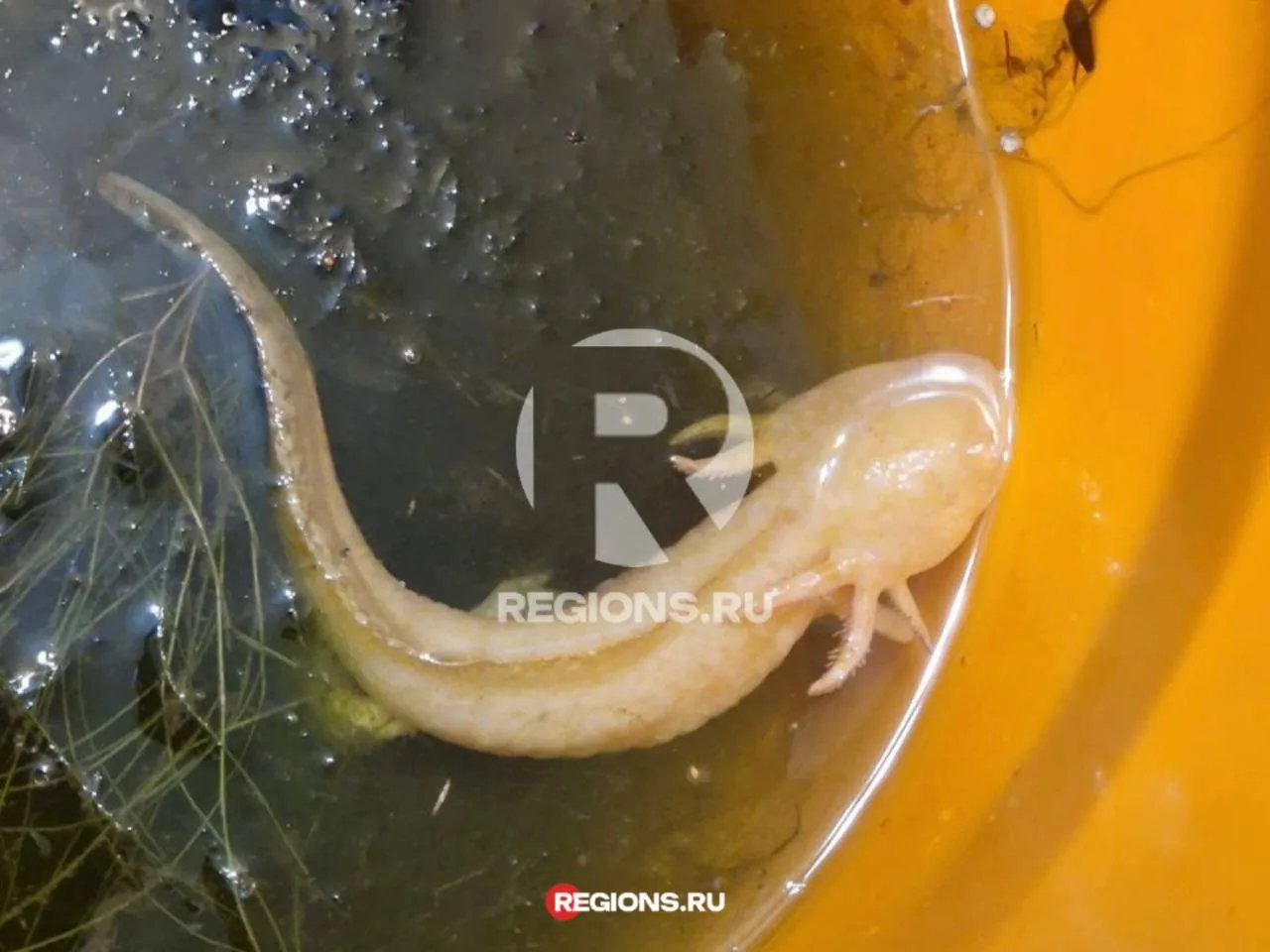 Балашихинский&nbsp;аксолотль сразу после поимки. Фото из архива Ксении Смирновой.&nbsp;