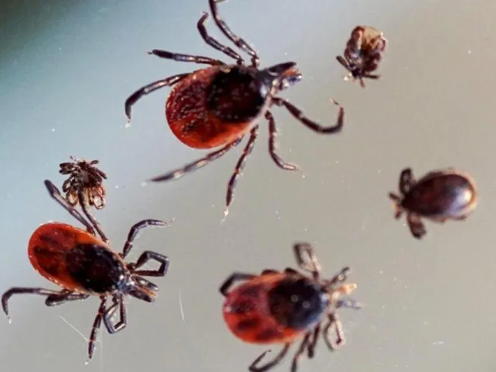 Клещи активизировались в лесах Подмосковья