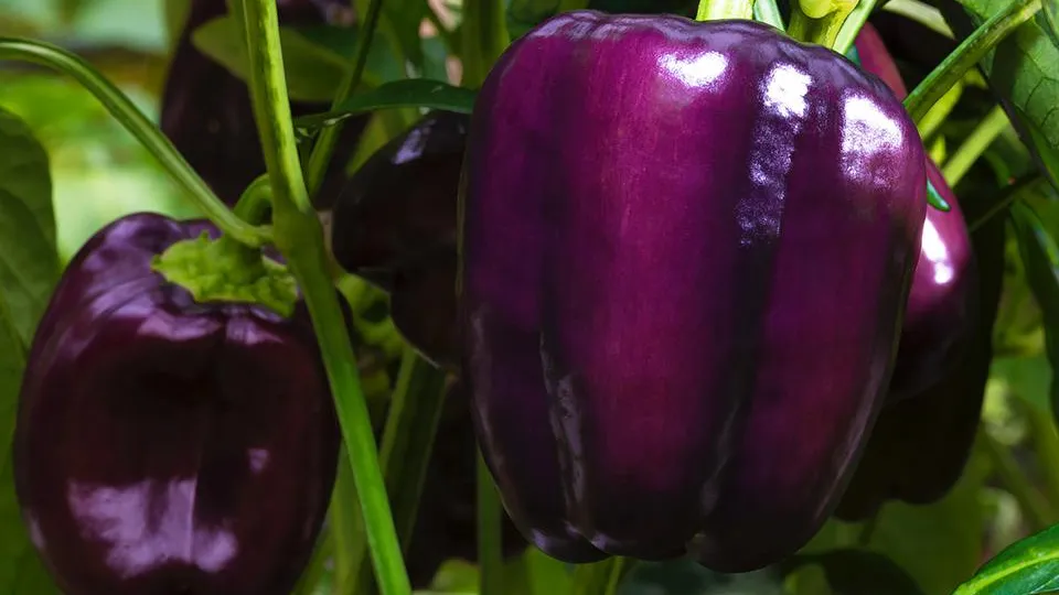 Фото: istockphoto.com/gsagi