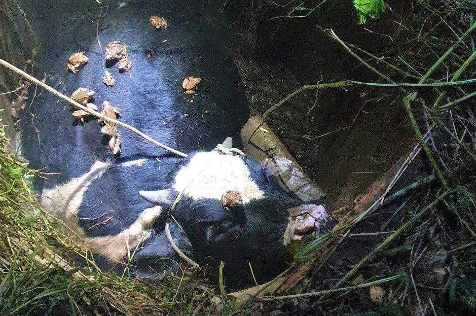 Фото: ГКУ МО «Мособлпожспас»