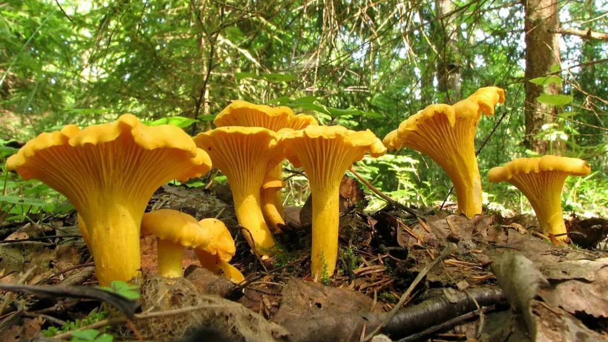 Фото: Никита Белов