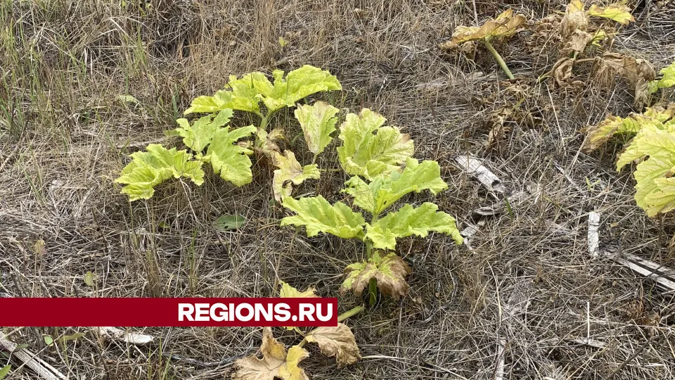 Фото: Андрей Семибратов