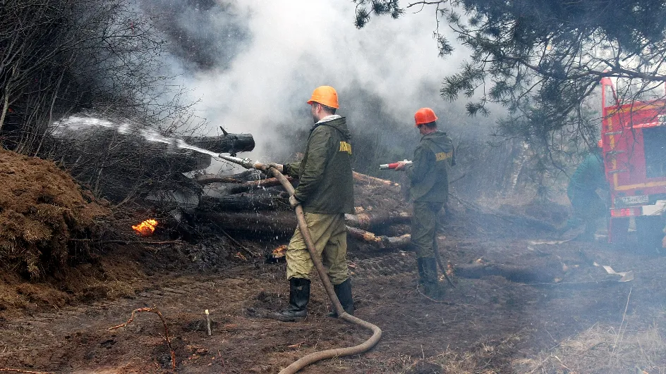 Фото: Комитет лесного хозяйства МО