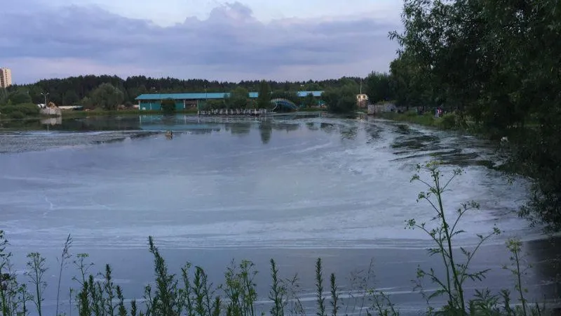 Пыльца на стадионе «Москвич» напугала жителей Лобни