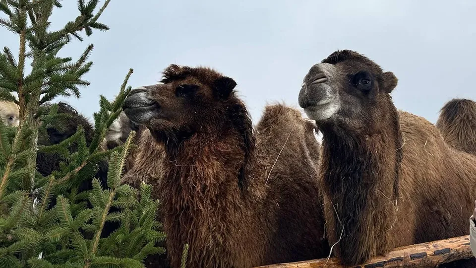 Фото: Медиасток.рф