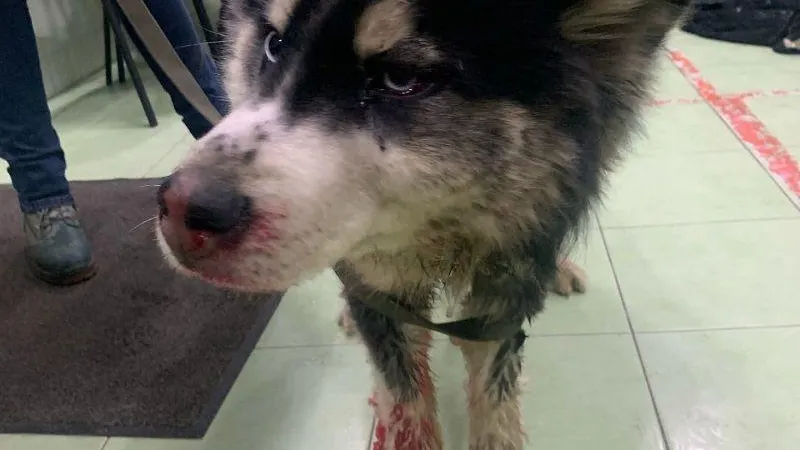 Жительница Удельной помогает раненому псу, который пришел в крови к ее дому