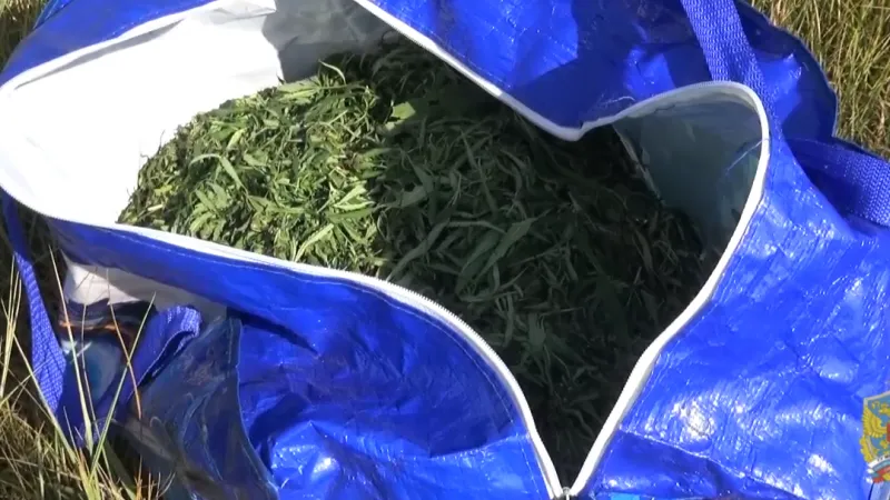 Девятнадцать кило марихуаны нашли у сборщиков на плантации в 2 тыс кустов конопли в Жуковском