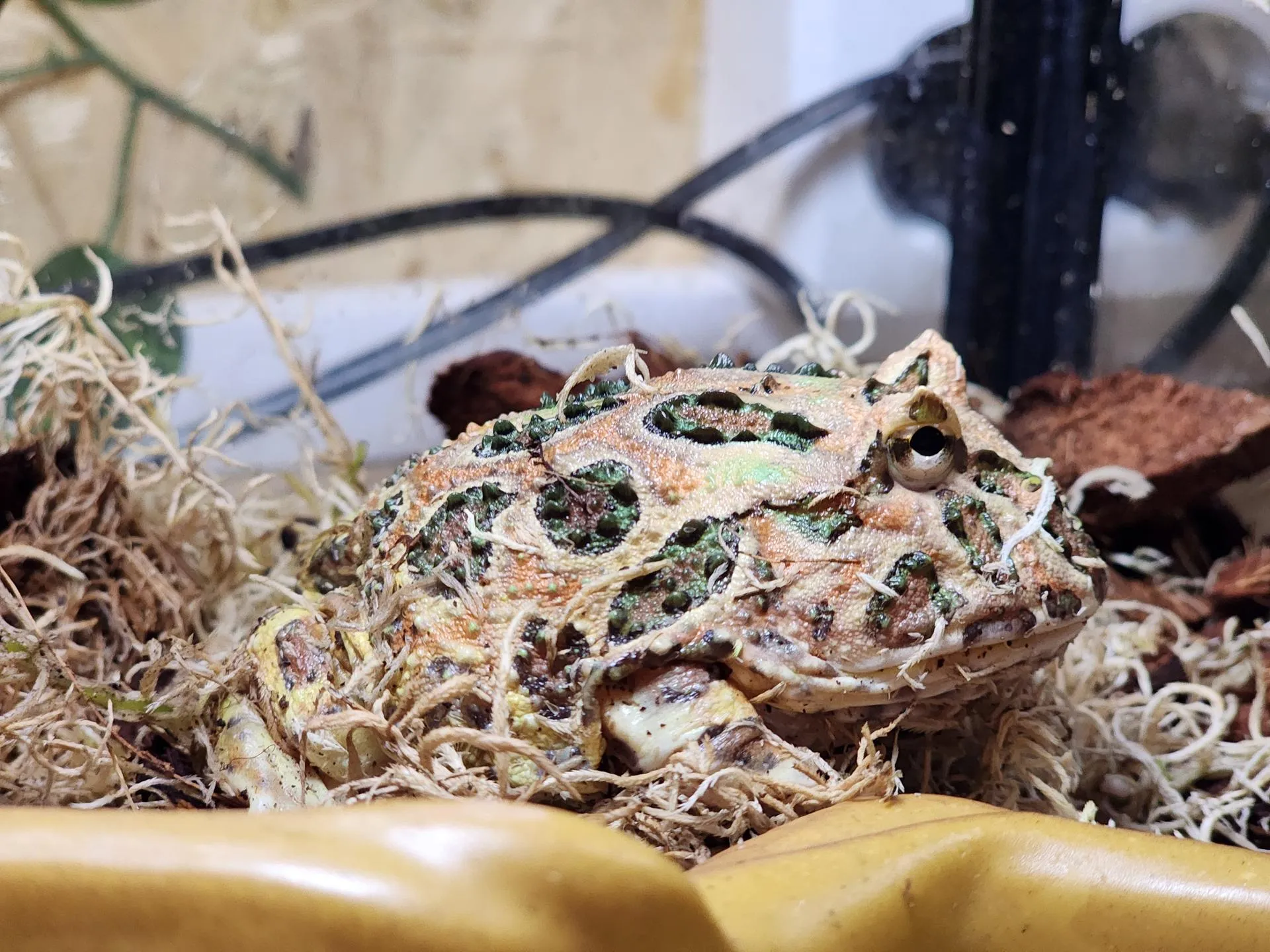 REGIONS/Елена Шумакова