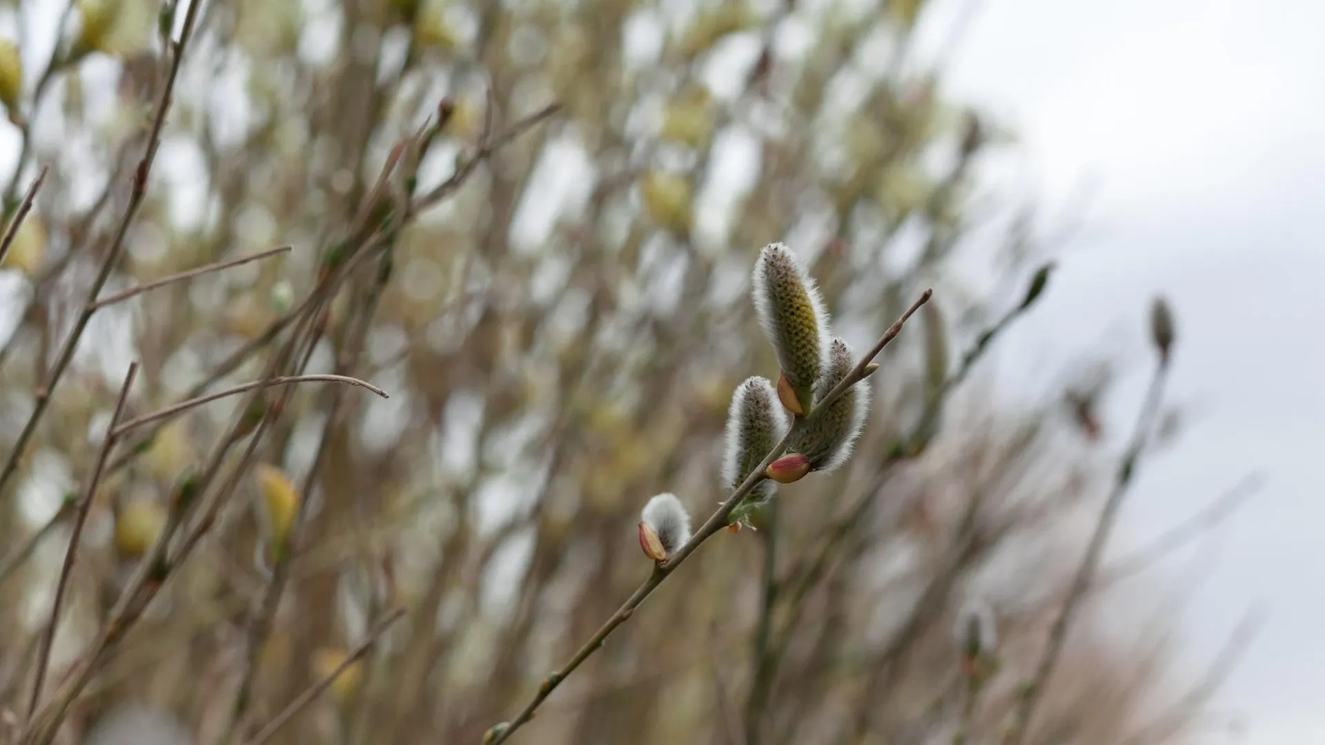 медиасток.рф