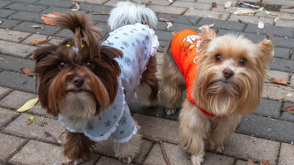 Фото: Администрация г.о. Реутов